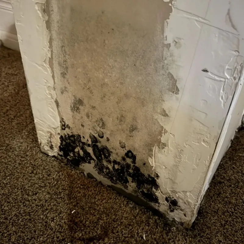 Professional Mold Removal in McLeansville, NC